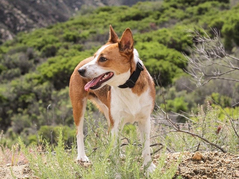 denmark feist treeing dog outside