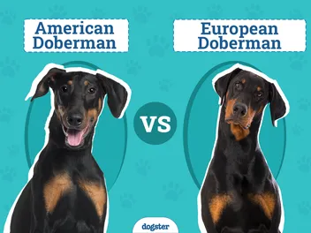American vs European Doberman: Main Differences (With Pictures)