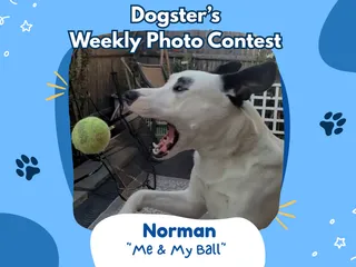 Dogster’s Weekly Photo Contest Winners: Me & My Ball (July 6, 2026)