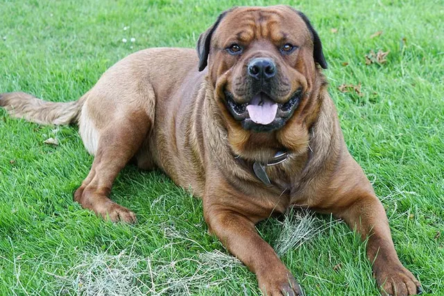 Mastweiler (Mastiff & Rottweiler Mix): Info, Pictures, Care & More