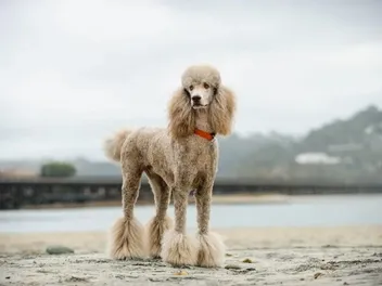7 Best Dog Foods for Standard Poodles in 2026: Reviews & Top Picks
