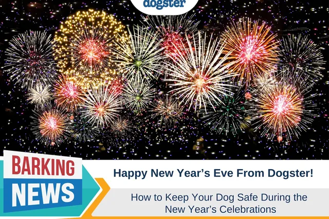 Happy New Year's Eve From Dogster - How to Keep Your Dog Safe During Fireworks