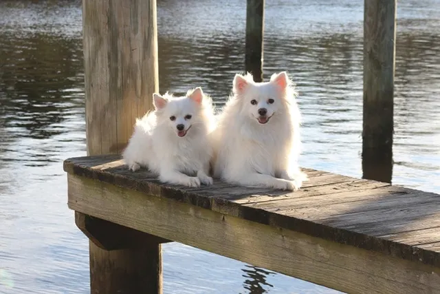 15 Types of American Eskimo Dog Mixes (With Info & Pictures)