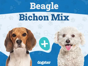 Glechon (Beagle & Bichon Frise Mix): Info, Pictures, Care & More
