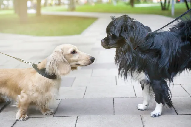 How to Teach Your Dog to Greet Other Dogs Calmly: 10 Vet Approved Tips