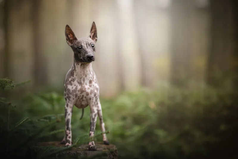 Beautiful young American hairless terrier dog