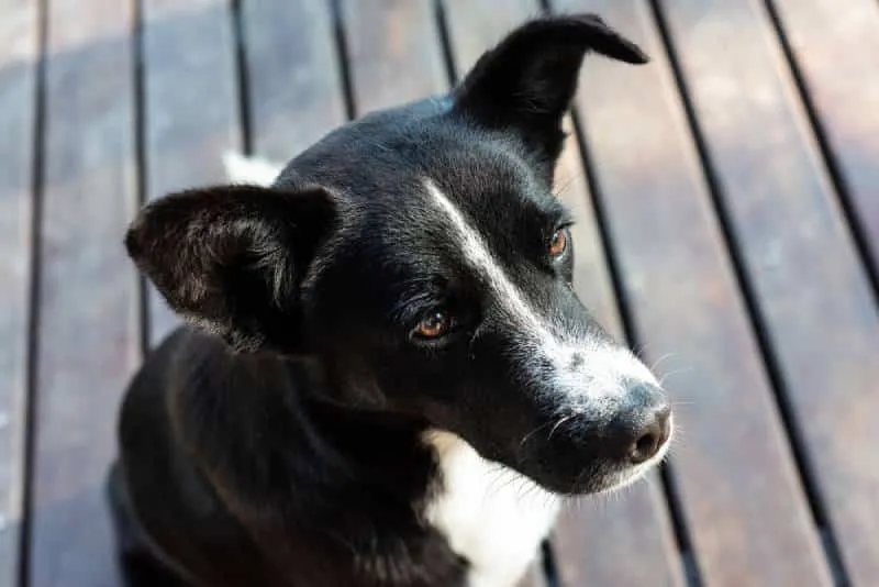 a mcnab dog on wooden ground