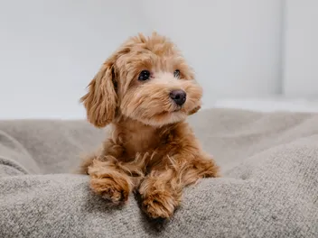 Can Maltipoos Be Left Alone? Vet-Approved Tips to Help Separation Anxiety