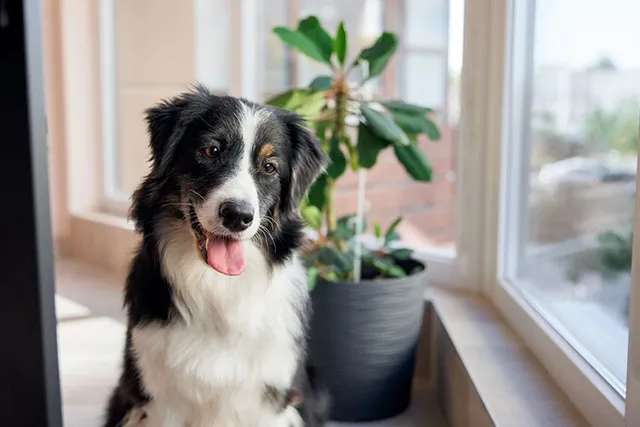 How to Keep an Australian Shepherd Busy: 9 Great Options
