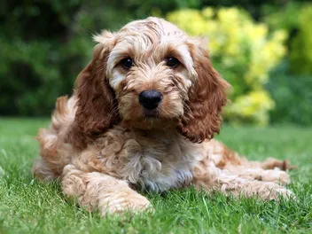 How Much Does a Cockapoo Cost in 2026? Complete Price Guide