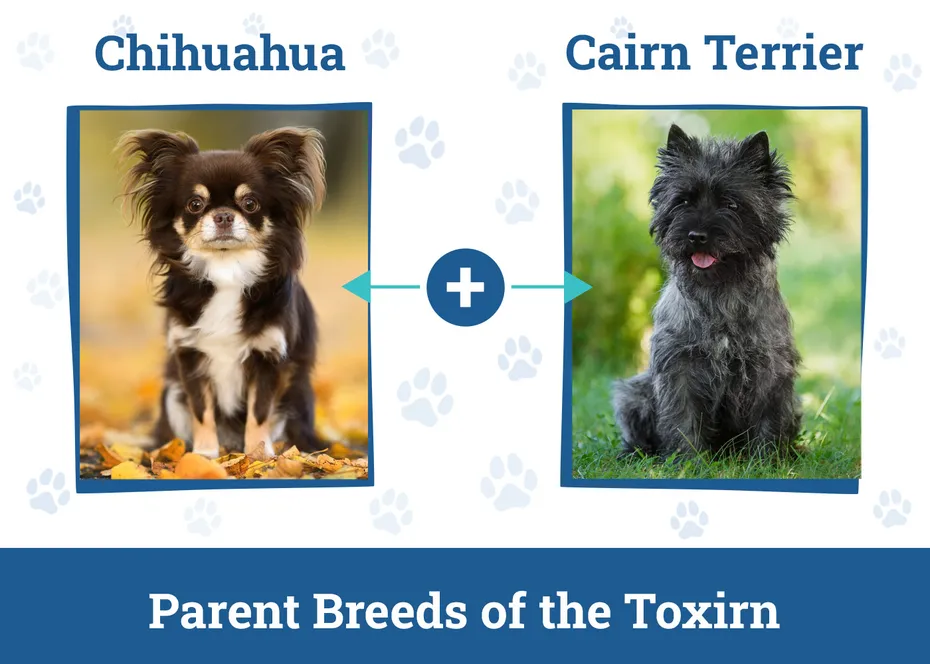 Parent Breeds of the Toxirn