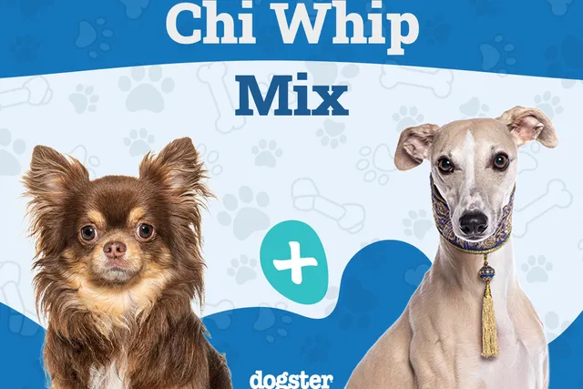 Chi Whip (Whippet Chihuahua Mix): Info, Pictures, Care & More