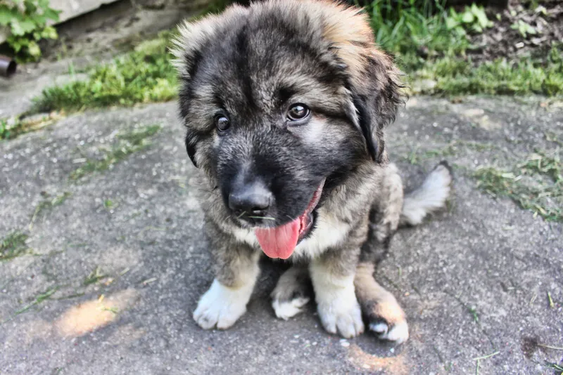 Caucasian Mountain Dog Puppy