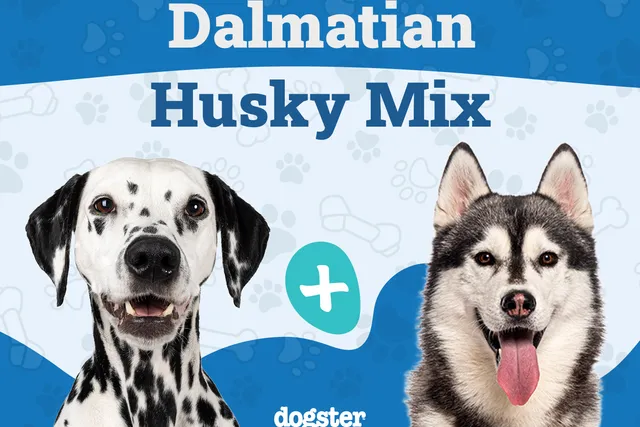 Dalusky (Dalmatian & Husky Mix): Info, Pictures, Care & More
