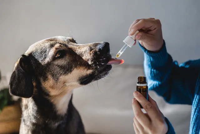5 Natural & Holistic Cancer Treatment for Dogs in 2026: Our Vet Explains