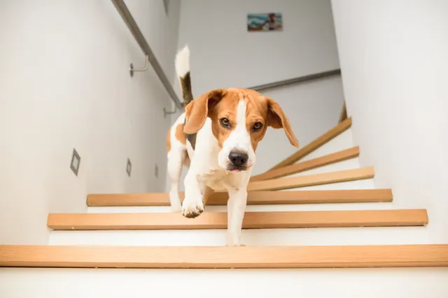 How To Keep Dogs From Going Upstairs: 8 Vet-Verified Tips