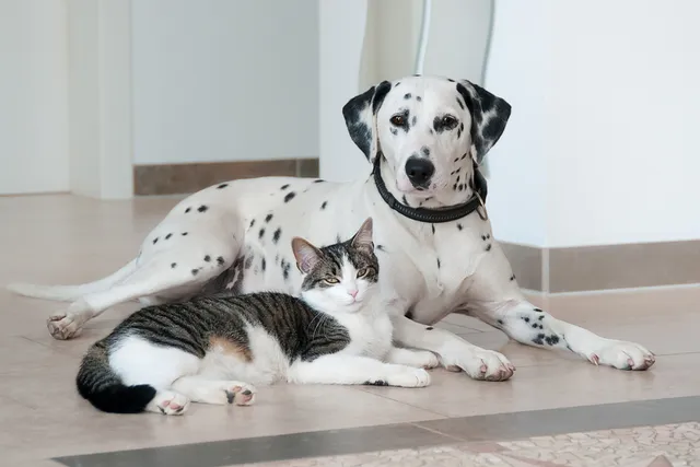Are Dalmatians Good With Cats? Vet-Verified Facts & FAQ