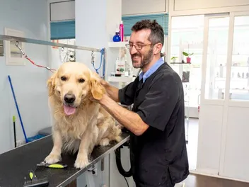 Do Golden Retrievers Shed? Vet-Approved Facts & Grooming Tips