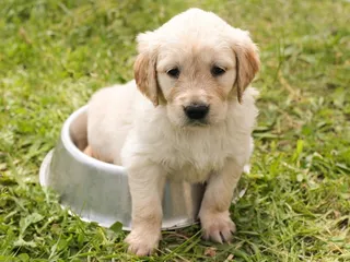 10 Best Foods for Golden Retriever Puppies in 2026 - Reviews & Top Picks