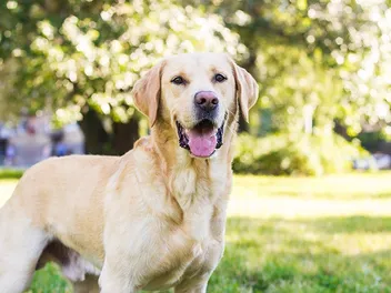 Yellow Labrador Retriever: Info, Pictures, Origin & History