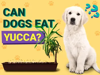 Can Dogs Eat Yucca? Vet-Verified Facts & FAQ