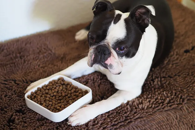 Why Is My Dog Pooping More After Changing Food? Our Vet Answers