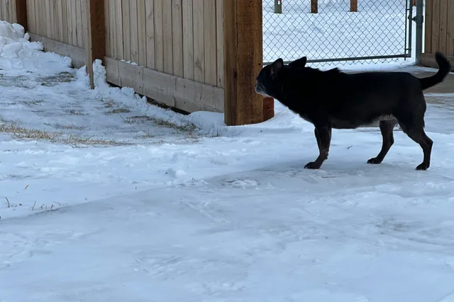 Snow Much Fun: Subi's Guide to Surviving Canadian Winters