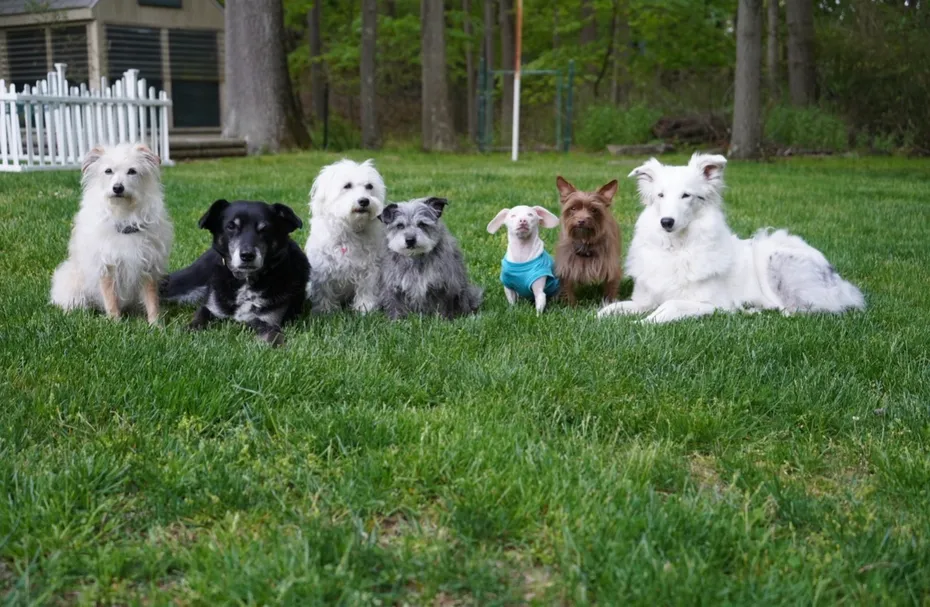 Group of six dogs sitting in a grassy yard