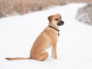 Black Mouth Cur Dog Breed: Info, Pictures, Care, Traits & History