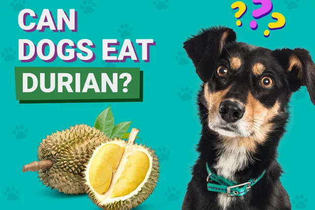 Can Dogs Eat Durian? Vet-Verified Nutrition Facts & Safer Alternatives