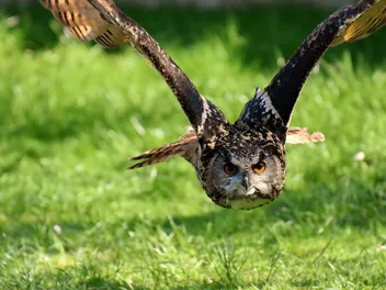 Do Owls Attack Dogs? Vet-Approved Tips to Protect Your Pup