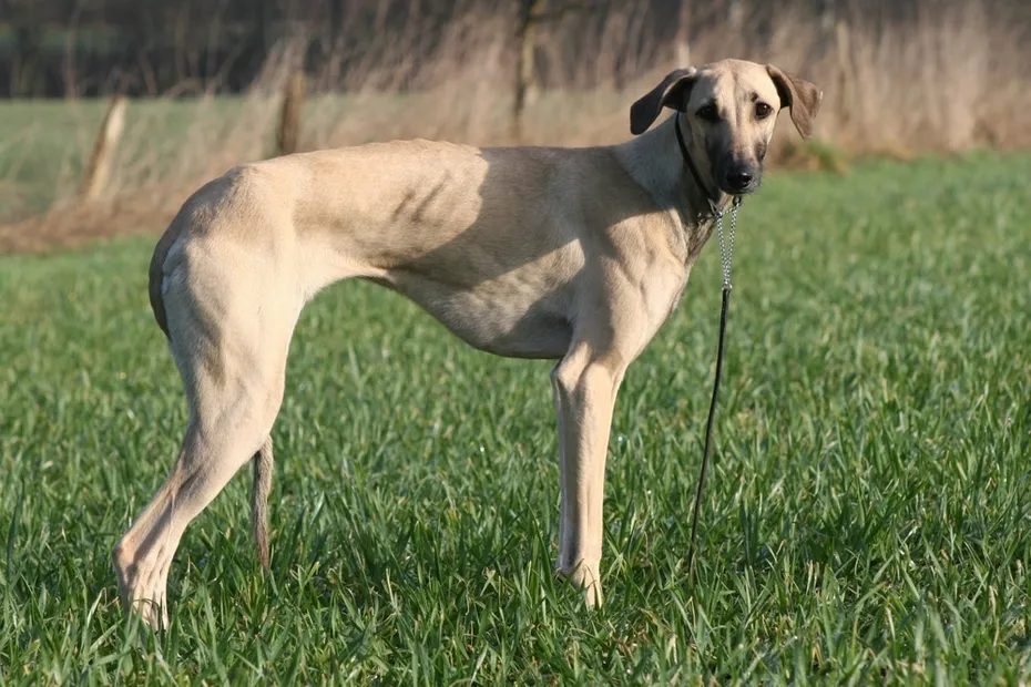 A Sloughi dog on a meadow