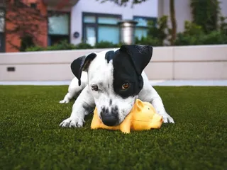 11 Great Puppy Games to Play With Your New Pup
