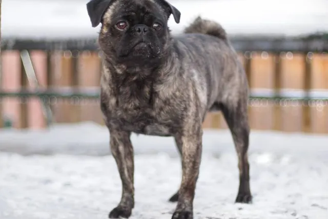 Brindle Pug: Info, Pictures, Origin & History