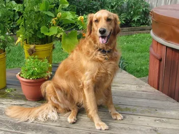 Can Golden Retrievers Be Aggressive? Vet -Verified Facts & FAQ