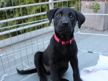 8 Best Dog Playpens in 2026 - Reviews & Top Picks