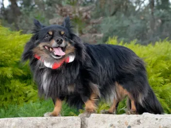 Papitese (Papillon Maltese Mix): Info, Pictures, Care & More