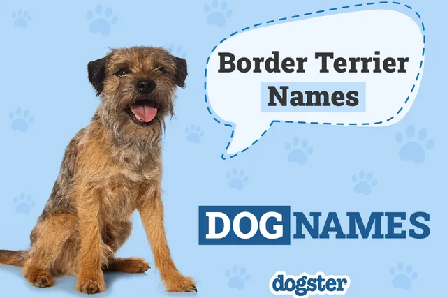 100+ Border Terrier Dog Names: Unique, Cute & Fun Ideas