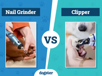 Dog Nail Grinder vs. Clipper: Which Is Better? 2026 Comparison Guide