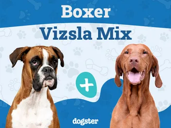 Boxer Vizsla Mix Breed: Info, Pictures, Care Guide & More