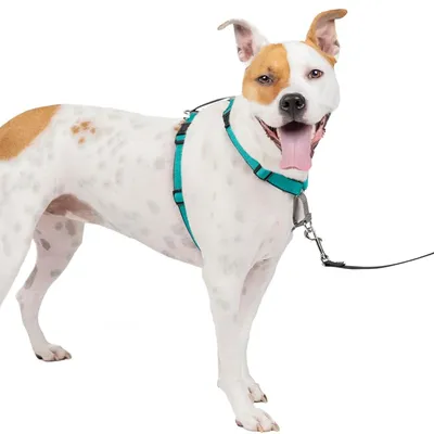 PetSafe 3-in-1 Reflective Dog Harness