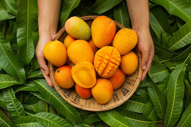 person holding a basket of mangoes