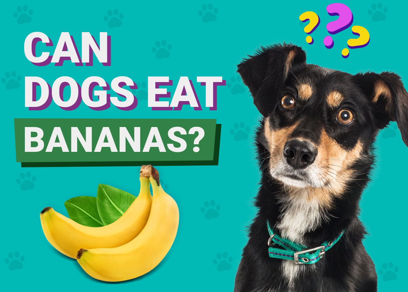 Can Dogs Eat Bananas