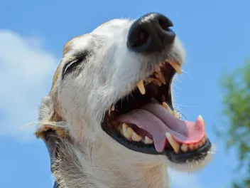Open-Mouth Breathing in Dogs: When Is It a Problem? Vet-Reviewed Facts