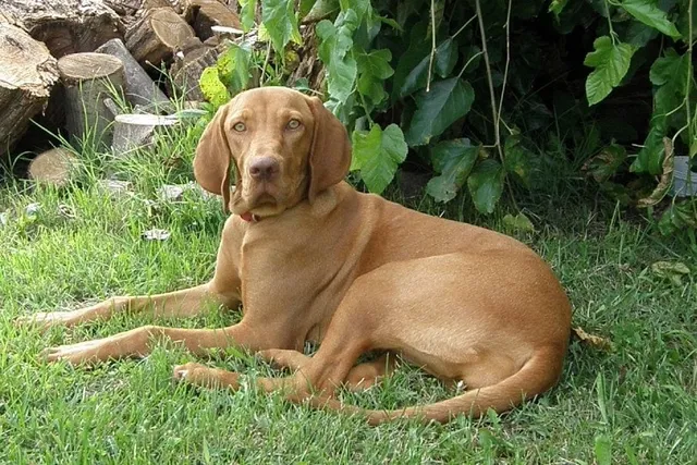 Are Vizslas Hypoallergenic? Breed Facts & FAQ