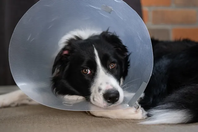 How Long Does It Take a Dog to Recover From Being Neutered? Vet-Approved Facts
