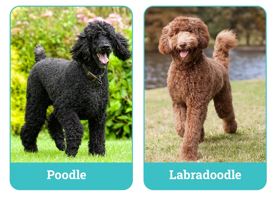 Poodle vs Labradoodle