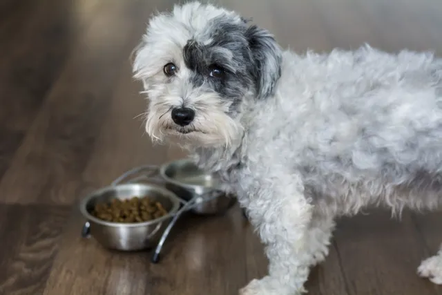How Much Food Should My Havanese Eat Per Day? Vet Reviewed Guidance