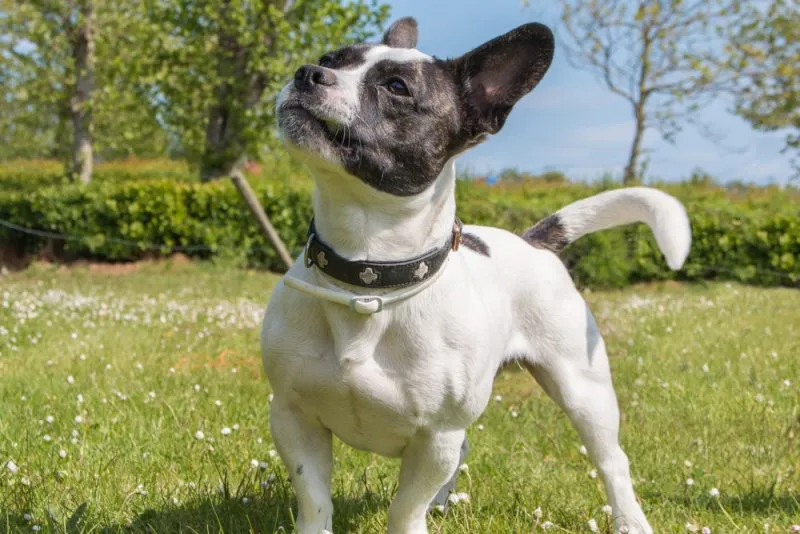 French Jack dog standing on grass
