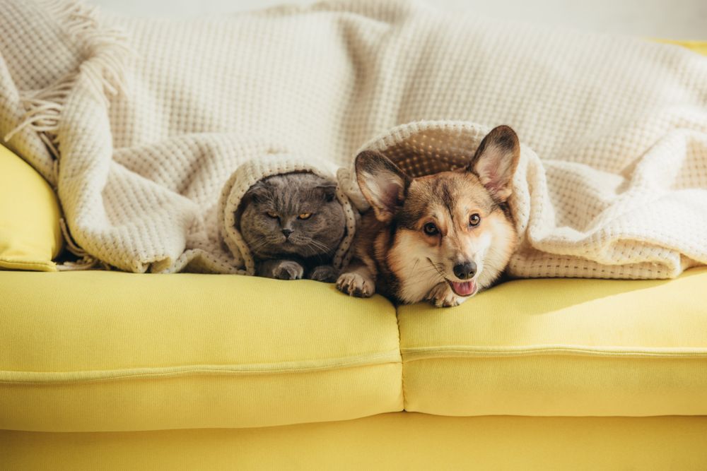 corgi lying on a couch next to cat